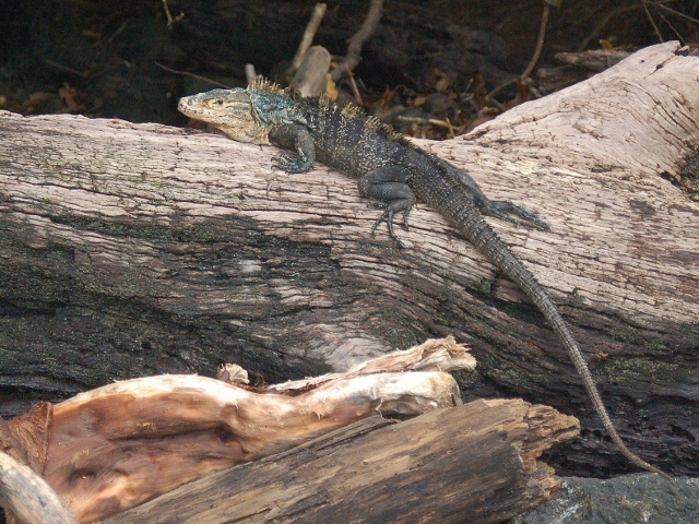 iguana